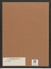 Navicula sp. (de-Toni-Nr.: Genus 1) Zeichnungen Sammlung Grunow Mappe 00796 (Herbarium_W_Grunow_drawings_Folder_00796)